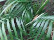 Chamaedorea rad.'Arborescens' 15/20 C Chamaedorea radicalis 'Arborescens' | Bergpalm 15-20 C