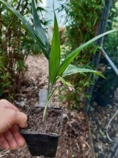 Chamaedorea radicalis 'Arborescens' | Bergpalm 15-20 C