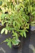 Chimonanthus praecox 30/40 C Chimonanthus praecox(=Fragrans) - Meloenboompje/winterzoet  30-40  C