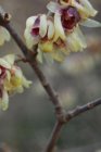 Chimonanthus praecox(=Fragrans) - Meloenboompje/winterzoet  30-40  C