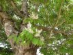 Chionanthus virginicus 40/50 C Chionanthus virginicus-Sneeuwvlokkenboom  40-50  C