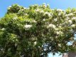 Chionanthus virginicus 40/50 C Chionanthus virginicus-Sneeuwvlokkenboom  40-50  C