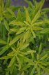 Choisya ternata 'Goldfingers'® 30/40 C4