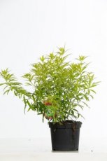 Choisya ternata 'Goldfingers'® 30/40 C4