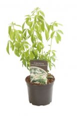 Choisya ternata 'Walbertons Moonshine' - Oranjebloesem 20-25 C2