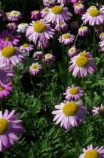 Chrysanthemum coccineum 'Robinson's Rose' | Margriet 80 P9