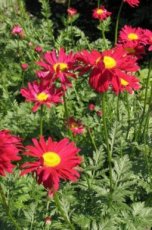 Chrysanthemum coccineum 'Robinson's Rubra' | Margriet 80 P9