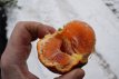 Citrus 'Arcobal' 35/40 C5 Citrus meyeri x Citrus sinensis doppio sanguigno(=Arcobal) | Regenboogsinaas 35-40 C5