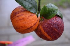 Citrus meyeri x Citrus sinensis doppio sanguigno(=Arcobal) | Regenboogsinaas 35-40 C5