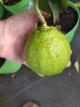 Citrus aurantium subsp. 'Bergamia' 30/35 C4 Citrus aurantium subsp. 'Bergamia' | Bergamot 30-35 C4