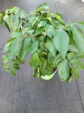 Citrus aurantium subsp. 'Bergamia' | Bergamot 30-35 C4