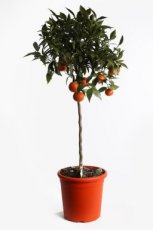 Citrus ret. 'Clementina' 110-130 C10 Citrus  reticulata 'Clementina' | Japanse clementine 110-130 C10