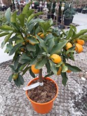 Citrus fortunella 'Nagami Big' Citrus fortunella 'Nagami Big' | Giant Kumquat 30-35 C4