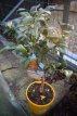 Citrus ichangensis x Citrus reticulata 30/35 C4 Citrus ichangensis x Citrus reticulata | Yuzu-Junos-Winterharde citroen