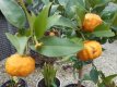 Citrus ichangensis x Citrus reticulata - stam 60+ Citrus ichangensis x Citrus reticulata - stam 60+  | Yuzu-Junos-Winterharde citroen