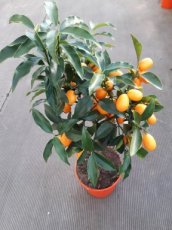 Citrus Japonica 40/50 C6 Citrus Japonica (=Fortunella Marginata) | Kumquat 40-50 C6