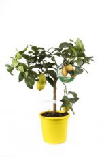 Citrus limon | Citroen 35-40 C5