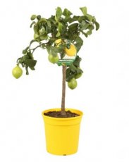 Citrus limon 'Femminello Carrubaro' | Citroen 35-40 C4