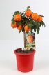 Citrus limon 'Rosso' 35/40 C5 Citrus limon 'Rosso'( limonimedica 'Pigmentata') | Rode citroen 35-40 C5