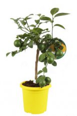 Citrus limone 'Amalfitano' | Citroen 30-40 P18