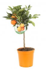 Citrus 'Nova Tangelo' | Mandarijn-Clementine 25-30 C4