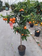 Citrus ret. 'Clementina' 115-125 C12 Citrus reticulata 'Clementina' | Japanse clementine 115-125 C12