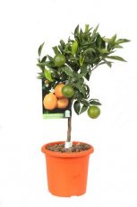 Citrus ret.'Clementina' 30/35 C6 Citrus reticulata 'Clementina' | Japanse clementine 30-35 C6