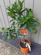 Citrus sinensis 'Tarocco' | Bloedsinaasappel 30-40 C5