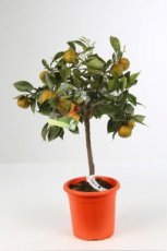 Citrus x aurantianum 'Corrugato' | Bitter Sinaasappel 30-40 C4