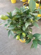 Citrus x floridana | Limequat 35-40 C4