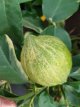 Citrus x limon 'Foliis Variegatis' Citrus x limon 'Foliis Variegatis' | Bontbladige citroen 35-40 C5