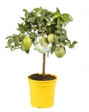 Citrus x limon 'Foliis Variegatis' | Bontbladige citroen 35-40 C5