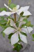 Clematis 'Andromeda' 50/60 C2 Clematis 'Andromeda' | Bosrank 50-60 C2