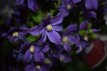 Clematis ‘Arabella’ 50/60 C2 Clematis ‘Arabella’ | Bosrank 50-60 C2