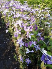 Clematis ‘Arabella’ | Bosrank 50-60 C2