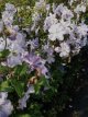 Clematis ‘Blekitny Aniol’ 50/60 C2 Clematis ‘Blekitny Aniol’(Blue Angel)| Bosrank 50-60 C2