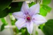 Clematis Boulevard® 'Bernadine'™ - 3 st. 50/60 Clematis Boulevard® 'Bernadine'™ - PROMO  3 st.  | Bosrank 50-60 C2