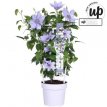 Clematis Boulevard® 'Bernadine'™ - 3 st. 50/60 Clematis Boulevard® 'Bernadine'™ - PROMO  3 st.  | Bosrank 50-60 C2