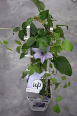 Clematis Boulevard® 'Bernadine'™ - PROMO  3 st.  | Bosrank 50-60 C2