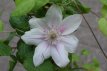 Clematis Boulevard® 'Corinne'™ - 3 st. 50/60 C4 Clematis Boulevard® 'Corinne'™ - PROMO 3 st. | Bosrank 50-60 C4