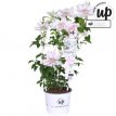 Clematis Boulevard® 'Corinne'™ - 3 st. 50/60 C4 Clematis Boulevard® 'Corinne'™ - PROMO 3 st. | Bosrank 50-60 C4