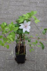 Clematis Boulevard® 'Corinne'™ - PROMO 3 st. | Bosrank 50-60 C4