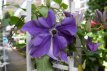 Clematis Boulevard®'Masa'™ 50/60 C4 Clematis Boulevard®'Masa'™ | Bosrank 50-60 C4