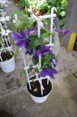 Clematis Boulevard®'Masa'™ | Bosrank 50-60 C4
