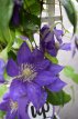 Clematis Boulevard®' Olympia'™ - 3st. 50/60 C2 Clematis Boulevard® 'Olympia'™ - PROMO 3 st. | Bosrank 50-60 C2