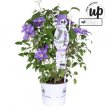 Clematis Boulevard®' Olympia'™ - 3st. 50/60 C2 Clematis Boulevard® 'Olympia'™ - PROMO 3 st. | Bosrank 50-60 C2