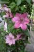 Clematis Boulevard®'Sarah Elizabeth'™ 50/60 C2 Clematis Boulevard®'Sarah Elizabeth'™ | Bosrank 50-60 C2