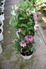 Clematis Boulevard®'Sarah Elizabeth'™ | Bosrank 50-60 C2