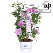 Clematis Boulevard® Yuan™ - 3 st. 50/60 C4 Clematis Boulevard® Yuan™ - PROMO 3 st. | Bosrank 50-60 C4