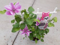 Clematis Boulevard® Yuan™ - PROMO 3 st. | Bosrank 50-60 C4